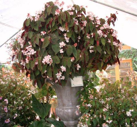 B. ‘Ramirez’